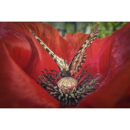 1024940_C.jpg - Laowa 15mm f/4.5 Macro Lens (Canon RF) - Image 3