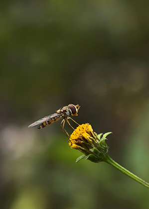 1024561_D.jpg - Kase Master Macro Plus Lens for Smartphone - Image 4