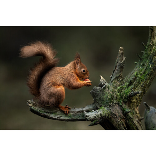1024514_E.jpg - Sigma 300-600mm f/4 DG OS Sports Lens (Sony E) - Image 5