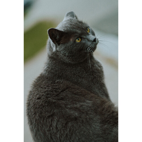 1026914_E.jpg - Thypoch Simera 75mm f/1.4 ASPH Lens (Leica M, Black) - Image 5