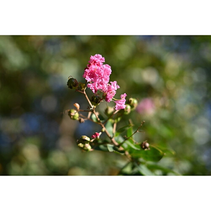 1020166_E.jpg - Nikon Z 40mm F2 Lens SE Special Edition - Image 5