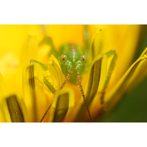 1025506_E.jpg - Sony FE 100mm f/2.8 Macro GM Lens - Image 5