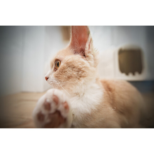 1025037_E.jpg - Laowa 12mm f/2.8 Lite Zero-D MF Lens (L-Mount, 5-Blade Aperture) - Image 5