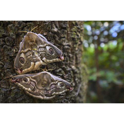 1024938_C.jpg - Laowa 15mm f/4.5 Macro Lens (Nikon Z, Auto-Aperture) - Image 3